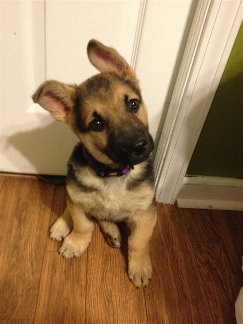 Miss Khaleesi Is Growing Up Fast German Shepherd Puppies Very Cute