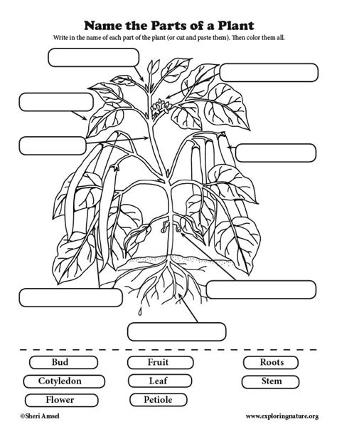 Label The Parts Of Plant