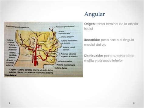 Anatomía Cabeza Musculos Nervios Arterias Y Venas De La Cara Ppt