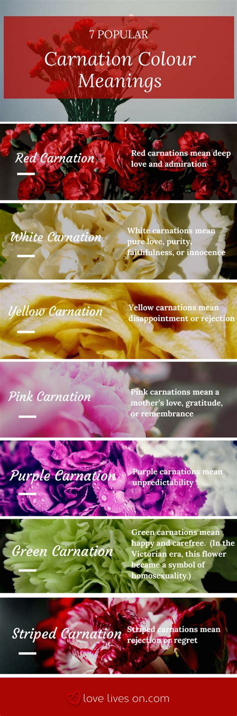 Funeral Flowers And Their Meanings The Ultimate Guide Carnation