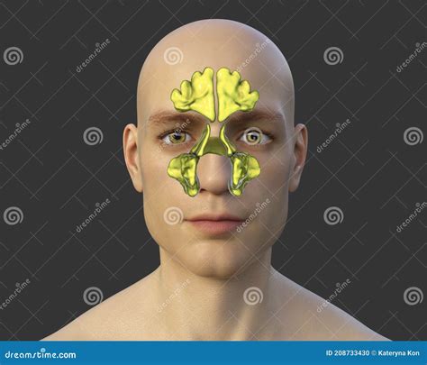 Anatomy Of Paranasal Sinuses Stock Illustration Illustration Of