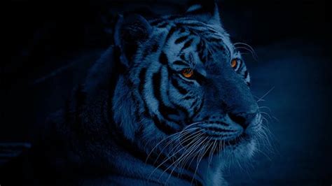 Tiger At Night With Glowing Eyes Stock Footage Videohive