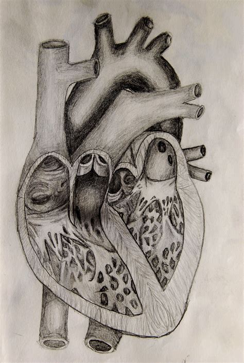 Human Heart Anatomy Drawing At Getdrawings Free Download Images And