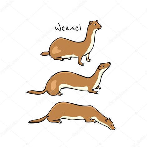 Vector Graphic Set Of Hand Drawn Cute Weasels In Summer Coats