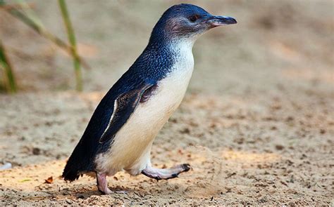 Meet The Adorable Fairy Penguin The Smallest Penguin Species On Earth