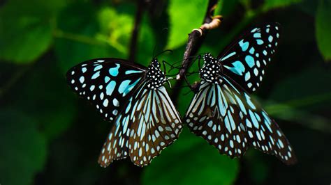 Download Wallpaper 3840x2160 Butterflies Wings Pattern Tropical 4k