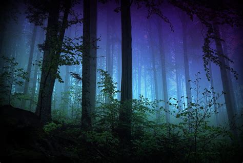 Earth Forest Wallpaper Forest Wallpaper Misty Forest Night Forest