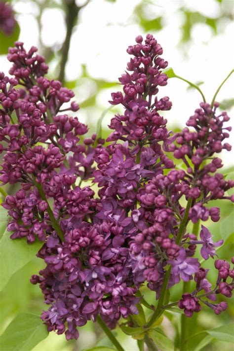 Charles Joly Lilac Pahl S Market Apple Valley MN