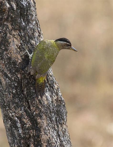 The Streak Throated Woodpecker Picus Xanthopygaeus Is A Species Of