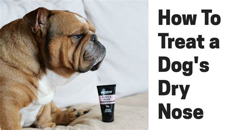 How To Treat A Dogs Dry Nose Youtube