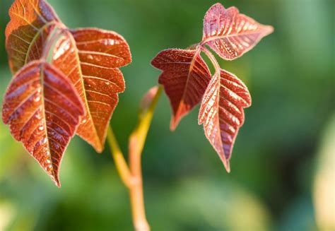 Poison Ivy Plant Life Cycle