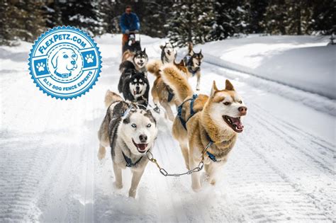 Sled Dog Breeds Read This Before Considering Owning A