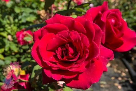 Rose Fragrant Charm Hello Hello Plants