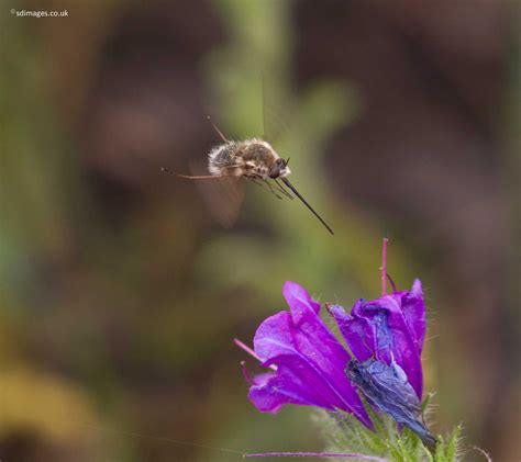 Neotropical orchid bees (euglossini) possess the longest proboscis among bees. Zenfolio | sdimages.co.uk | Bee-fly