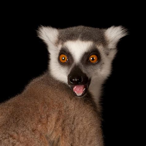 Ring Tailed Lemur National Geographic