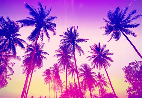 41777192 Vintage Toned Palm Trees Silhouettes At Sunset Izumi