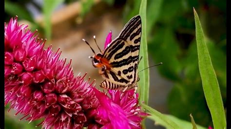 Beautiful Butterflynatural Scenery Youtube
