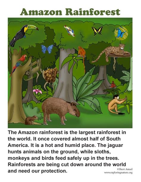 Rainforest Animals List And Facts