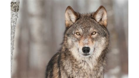 Grey Wolves Survived Ice Age Extinction By Shifting Their Diet Study
