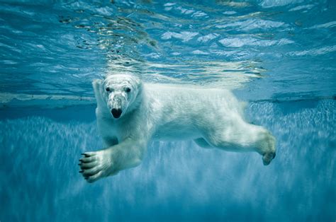 Fondos De Pantalla Osos Agua Oso Polar Nadando Animalia Descargar Imagenes