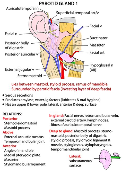 Instant Anatomy Head And Neck Areasorgans Salivary Glands