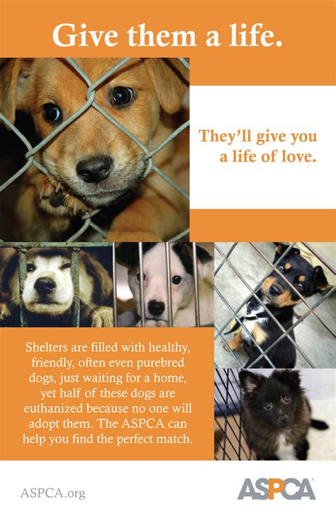 Of Animal Love 2 Heartfelt Adopt A Pet Posters