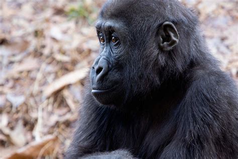 Western Lowland Gorilla Born Zoo Atlanta