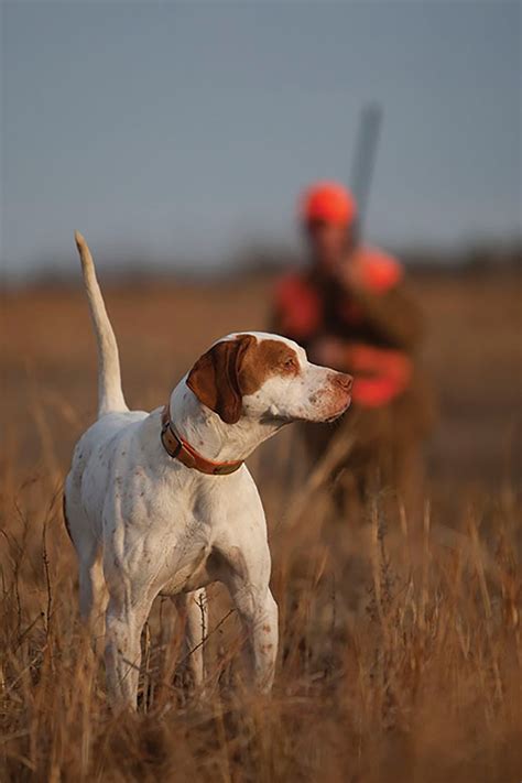 English Pointer ~ Covey Rise Magazine Hunting Dogs Training Hunting