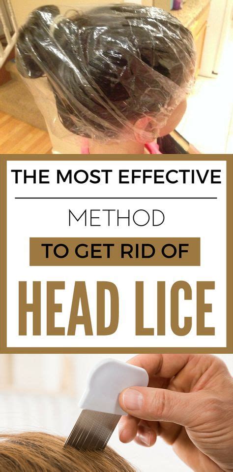 The Most Effective Method To Get Rid Of Head Lice Head Louse Lice