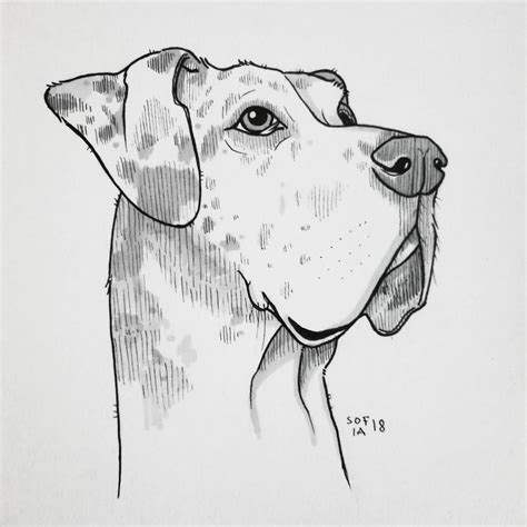 The shethund is cross between two purebred dogs, the shetland sheepdog and the dachshund. Drawings of Different Dog Breeds | Doodlers Anonymous