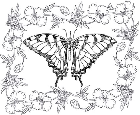 Butterfly Coloring Page For Adults Graphics Fairy Coloring Home