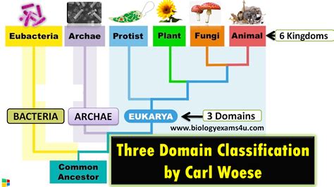 Three Domain And Six Kingdom Classification By Carl Woese Biology