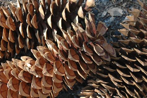 Giant Pine Cones Free Photo Download Freeimages