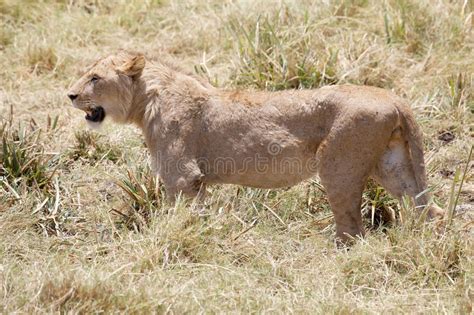 African Lion Panthera Leo Stock Image Image Of Predator African