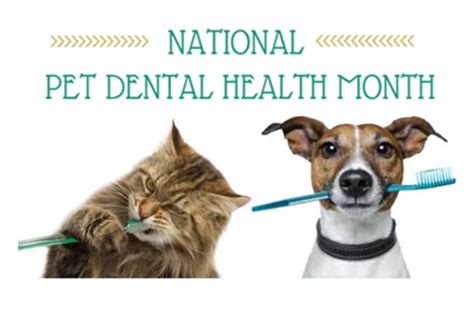 February Is National Pet Dental Health Month Roice Hurst Humane Society