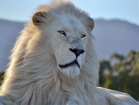 Things To Know Big Cat Volunteer Ethical Lion Sanctuary Workingabroad