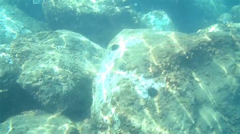 Snorkeling Sandy Bay Reef Gibraltar Youtube