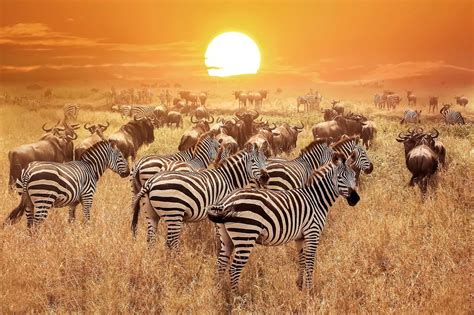 Serengeti National Park Tanzania Safaris Tanzania