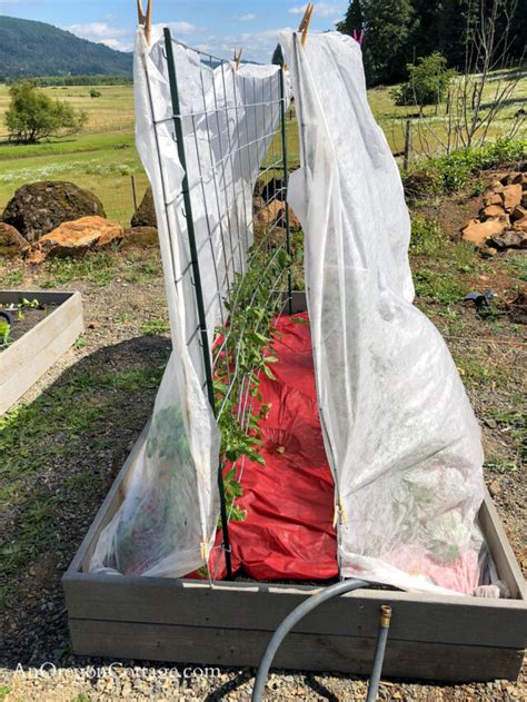 Trellising Tomatoes The Easy Way An Oregon Cottage