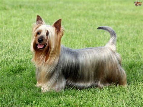 It is closely related to the australian terrier and the yorkshire terrier. Australian Silky Terrier Dog Breed Information, Buying ...