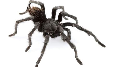 Tarantula Species Named After Johnny Cash Dangerous Spiders Tarantula Spider Species
