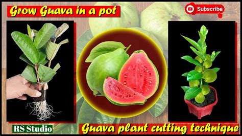 Guava Plantation Grow Guava For Home Garden Guava Cutting Youtube