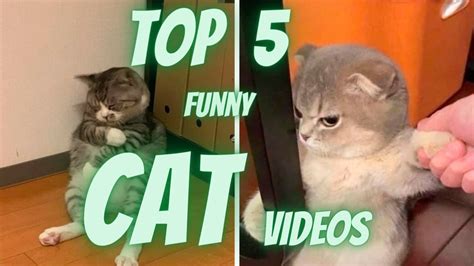 Top 5 Funny Cat Part 4 Stress Buster Top 5 Funny Videos