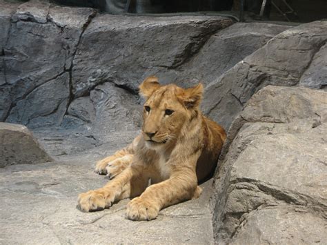 Mgm Grand Lion Habitat African Lion Zoochat