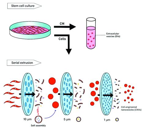 Approaches To Generating Nano Sized Vesicles Preparation Of Nano Sized