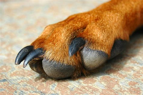 Swollen Dog Paw