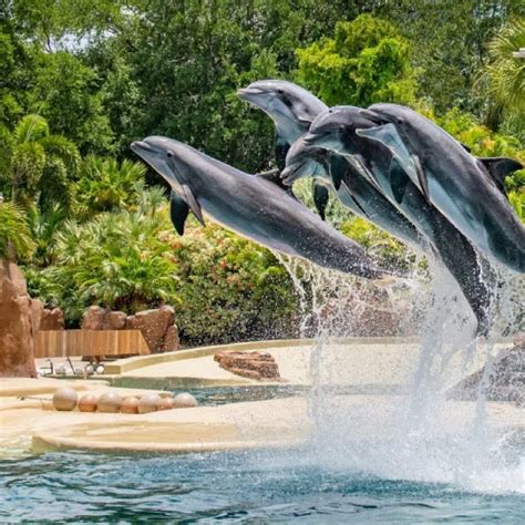 5 Things To Know About The New Seaworld Abu Dhabi Condé Nast