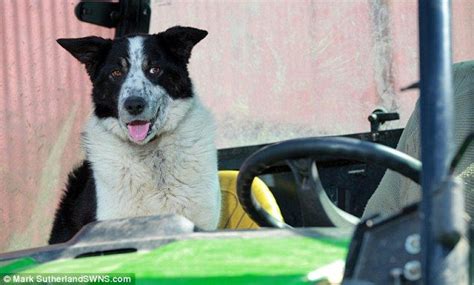 Sheepdog Took Control Of A Tractor Before Driving It Onto Motorway
