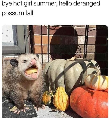 40 Possum Memes For The Trash Eaters At Heart Baptol