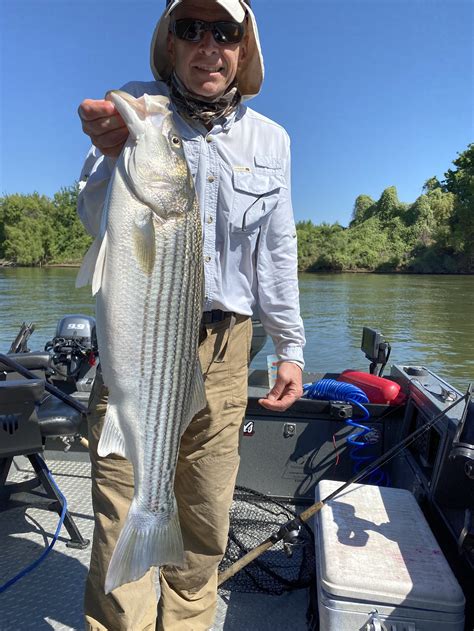Sacramento River Striped Bass Fishing Report April Th Justin
